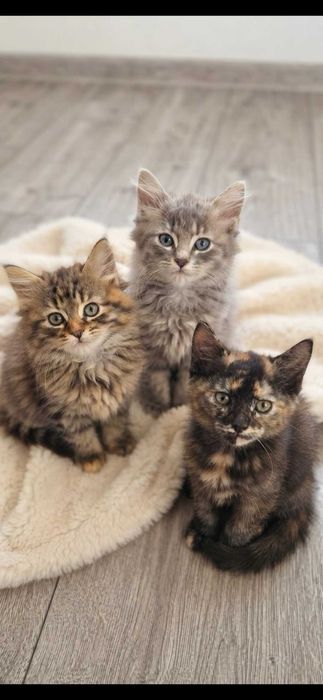 Віддам котика в добрі руки