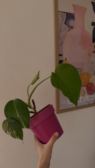MONSTERA ALBO / монстера альба