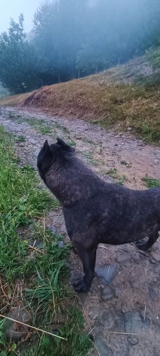 Кане-корсо для в'язки