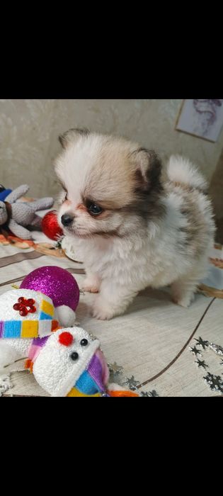 Померанский шпіц дітки