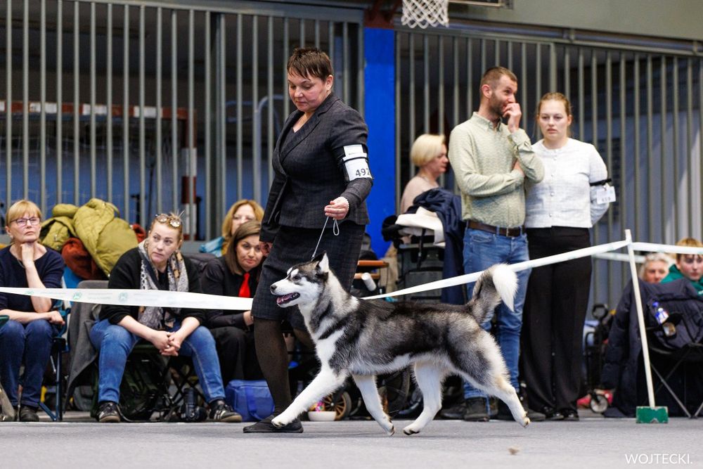 Siberian Husky ZKwP Junior