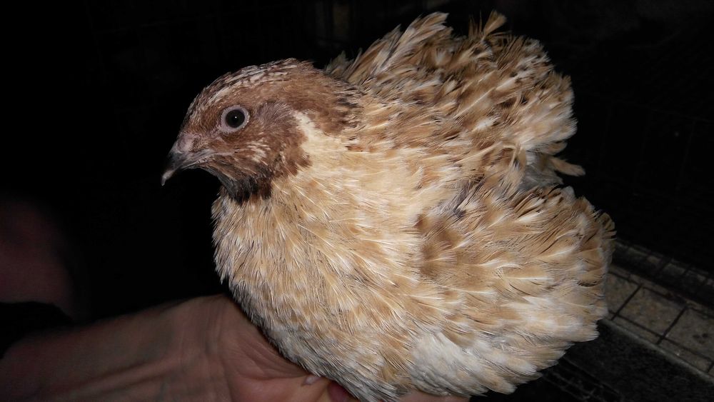 Перепілки . Живі та тушки , яйця