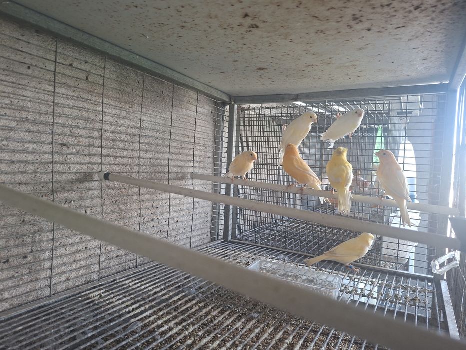 Lote de 7 canarios  para  venda em lote