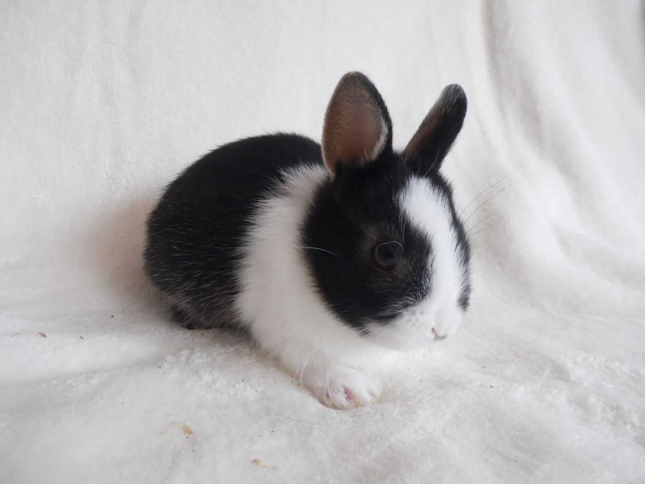 KIT Coelhos anões mini hôlandes e mini toy