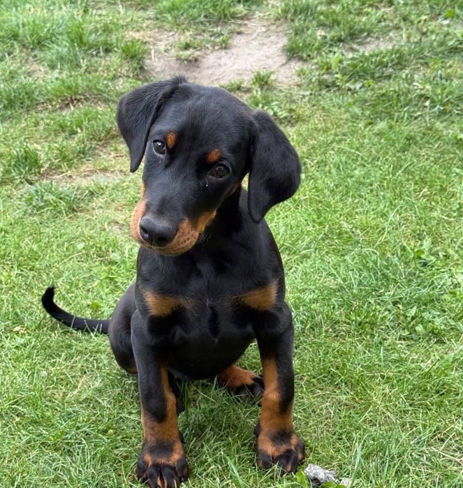 Doberman pies z rodowodem – szczeniak czarny podpalany
