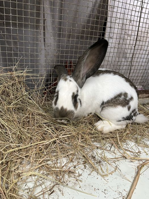 Coelho Macho futuro reprodutor