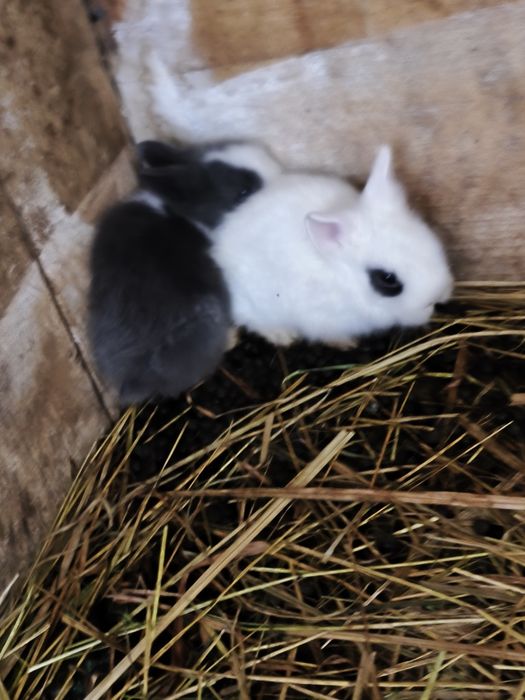 Młode piękne króliczki