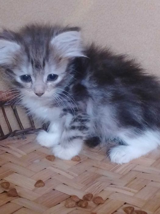 Сибірські кошенята