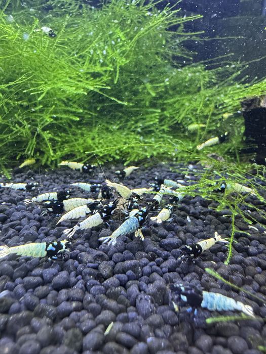 Krewerki Cardina Pinto Spotted Black