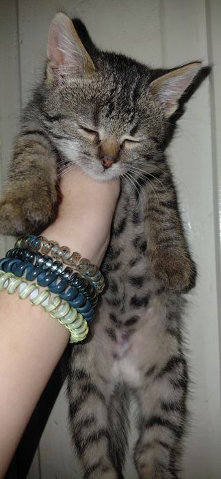 Віддаємо кота у добрі руки