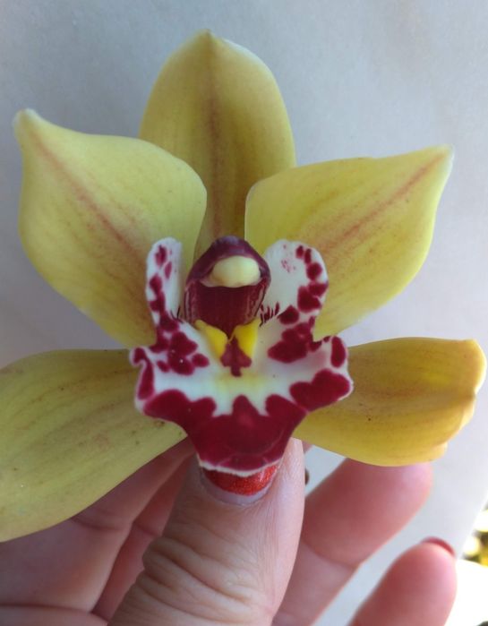 Orquídea amarela e vermelha