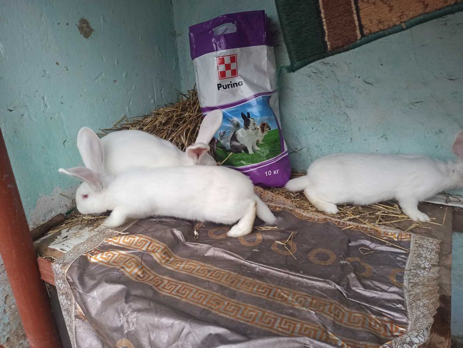 Тушки,м'ясо,кроля