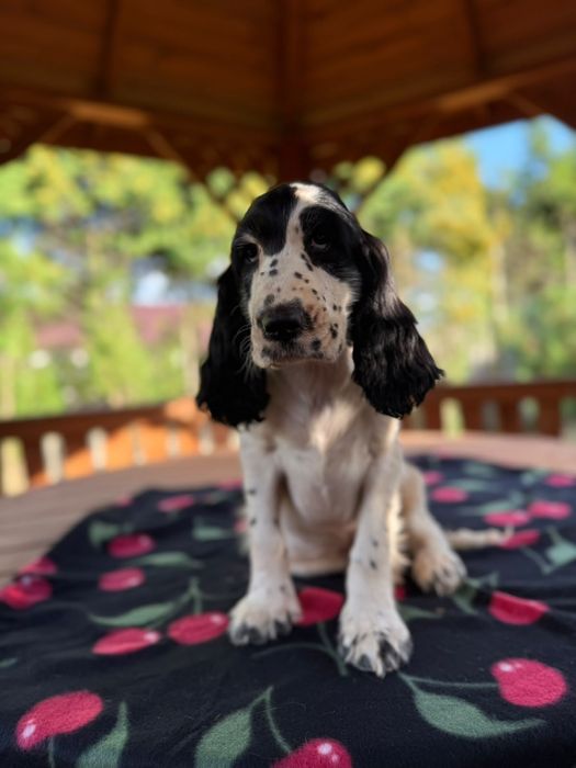 Cocker spaniel angielski Piesek Rodowód