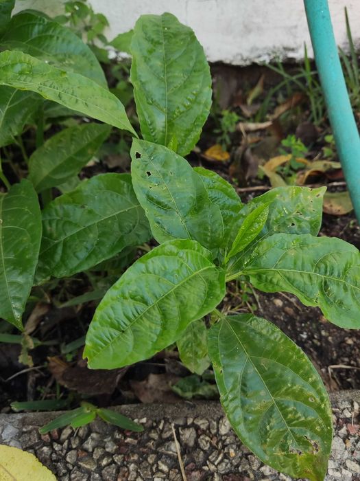 Planta maracujá ou Semente