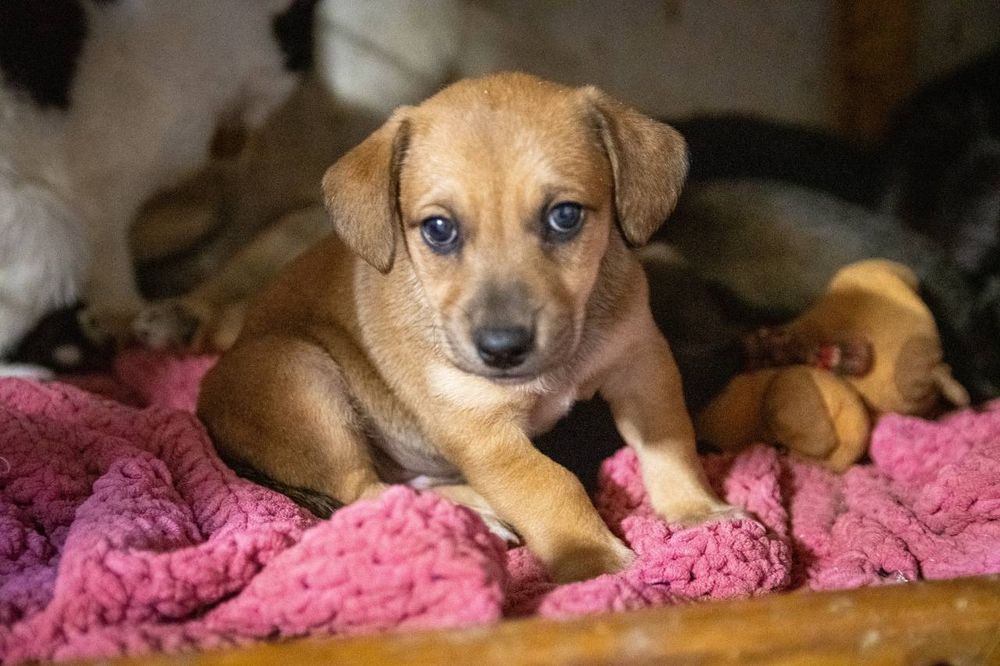 Отдам даром в добрые руки щенков