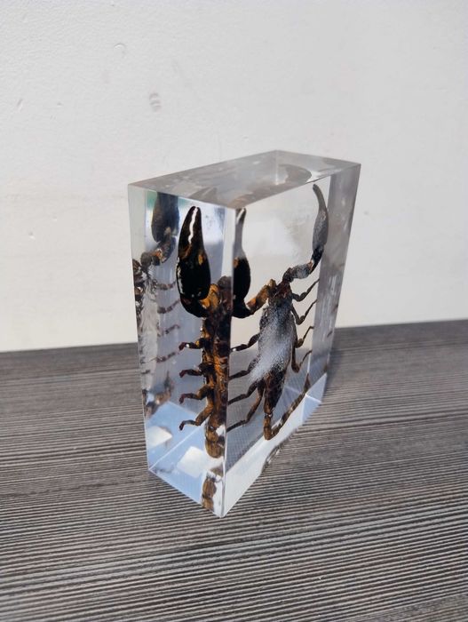 Skorpion zatopiony w plexi