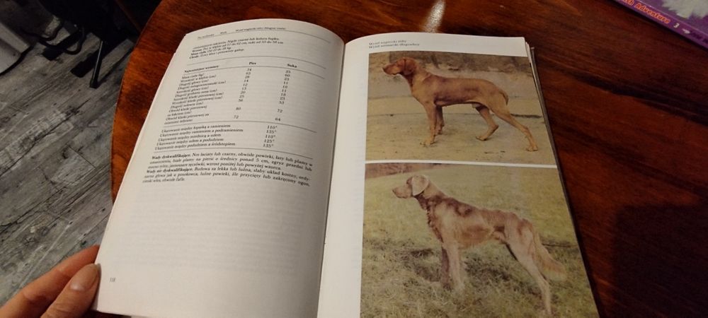 Książka Psy rasowe