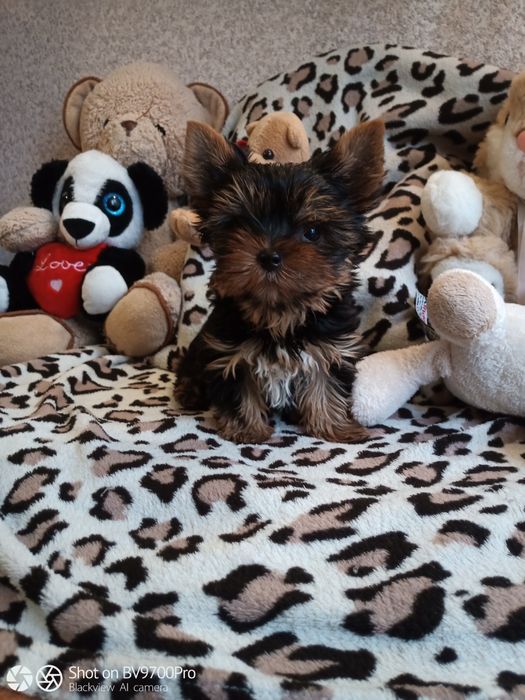 Йорк хлопчик чудовий