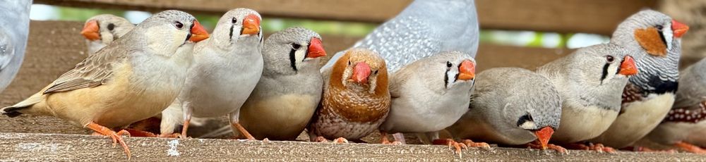 Zeberki rudopierśne i inne mutacje barwne.