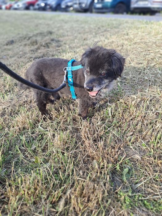 Misiek. 6kg pieska szuka domku