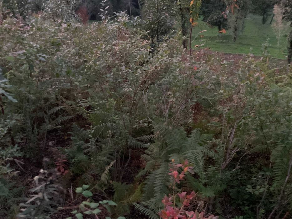 Plantas de mirtilos