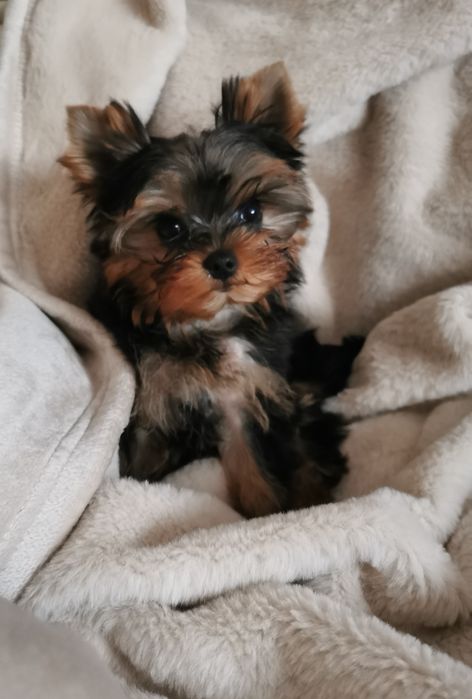 Yorkshire terrier piesek szczeniak