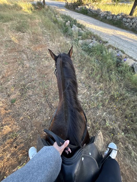 Vendo egua e cavalo