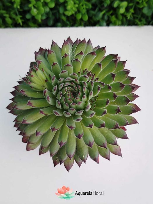 Plantas, suculentas
