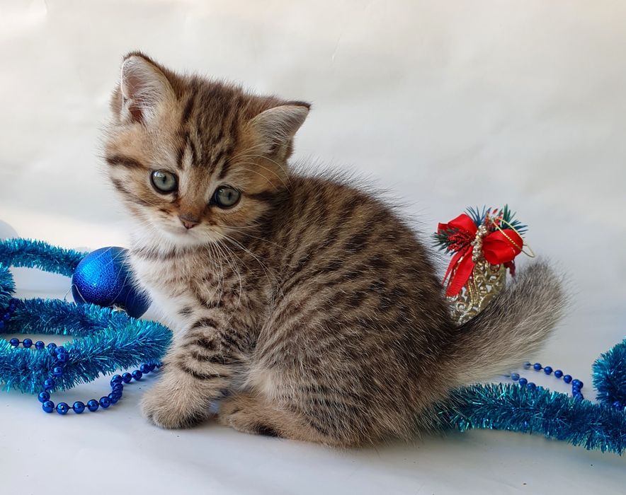 Киев котенок маленький британец клубный. Котята кошенята котики