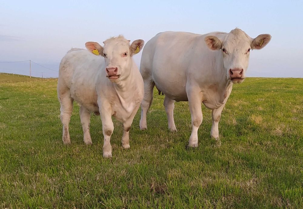 Charolaise Jałówki i krowy  100 %=rasy