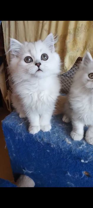 Серебристые котята хайленд серый дымчатый пепельный