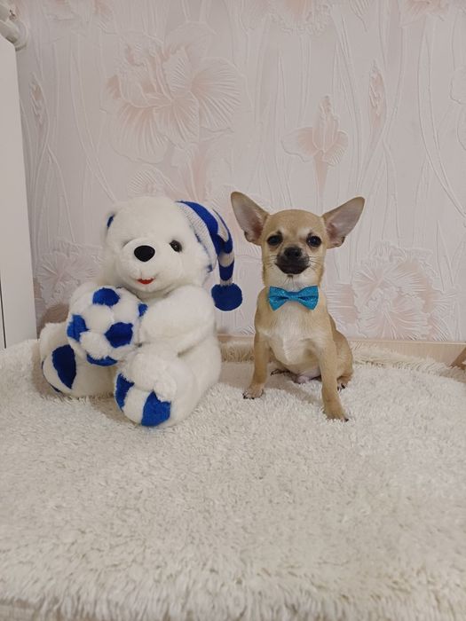 Чихуахуа міні собачка