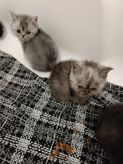шотландські кошенята