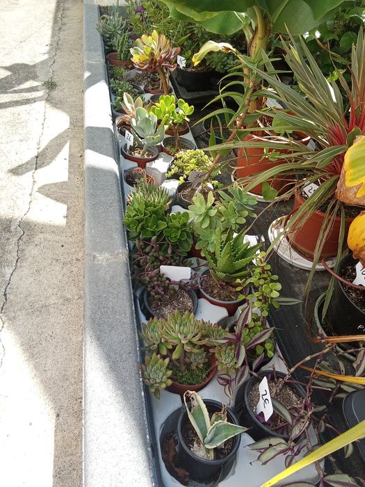 Suculentas variadas e agaves