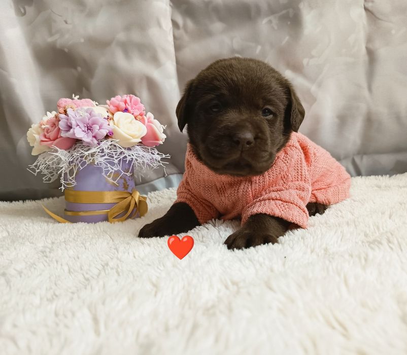 Labrador retriever