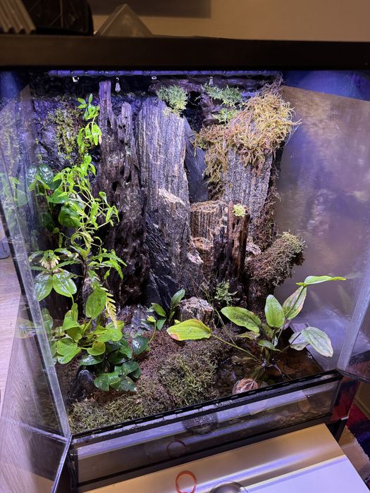 PALUDARIUM 60x45x45 komplet tanio Wawa rośliny sprzęt hydraulika