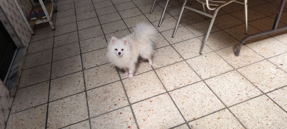 Spitz miniatura com 1 ano e meio para entrega imediata existe a possibilidade de entrega ao domicílio a combinar agrade