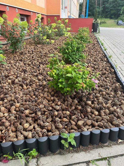 Szyszki sosnowe pozbawione nasion do ściółkowania BIG BAG 150 kg