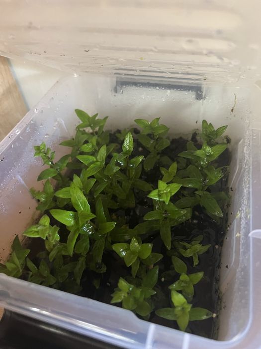 Staurogyna repens