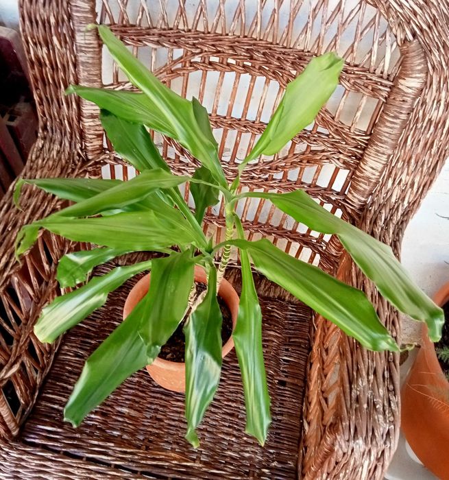 Dracaena fragans 67 cm