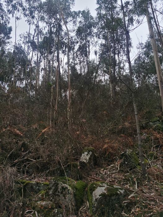 Terreno rústico com 4000m2 em Monte Córdova