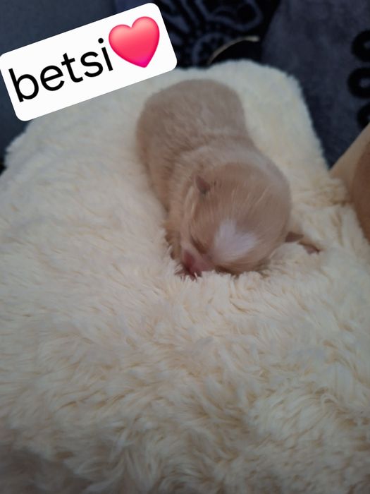 Szpic miniaturowy pomeranian