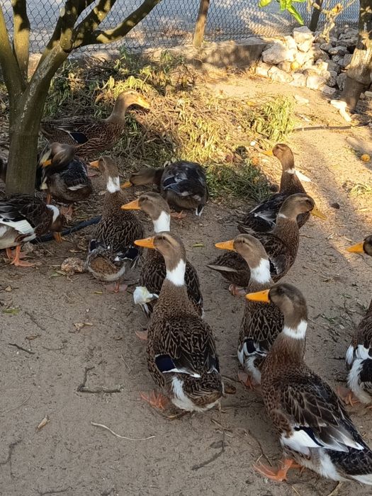 Vendo patos rouen