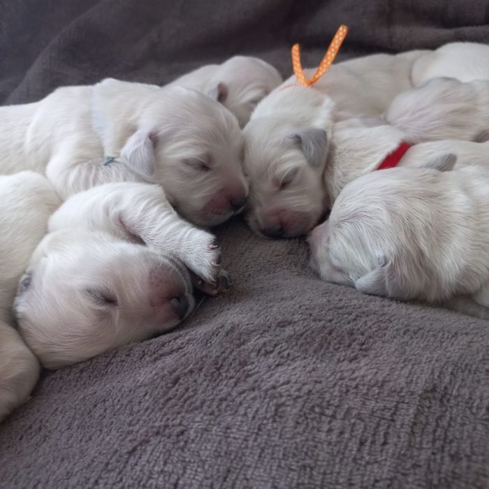 Słodki Gloden Retriever