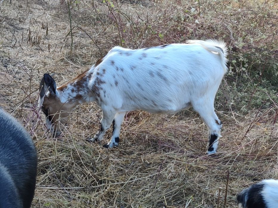 Cabras anãs jovens