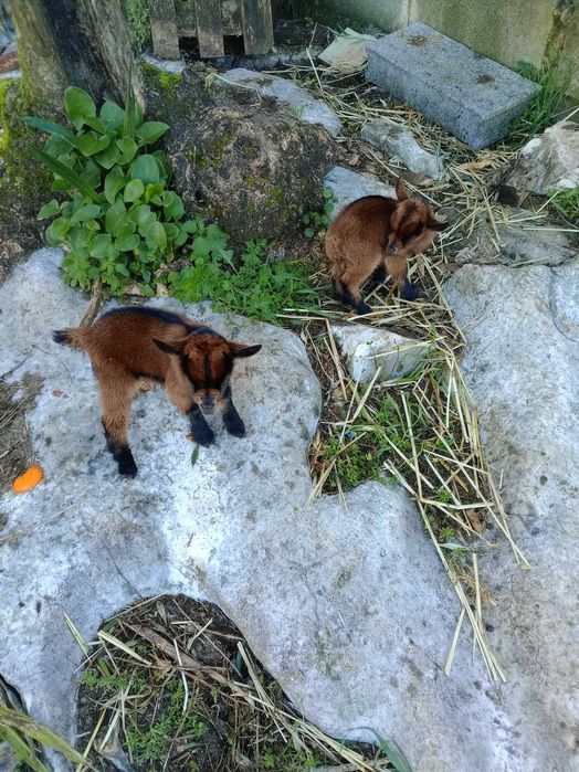 Cabras anãs casais
