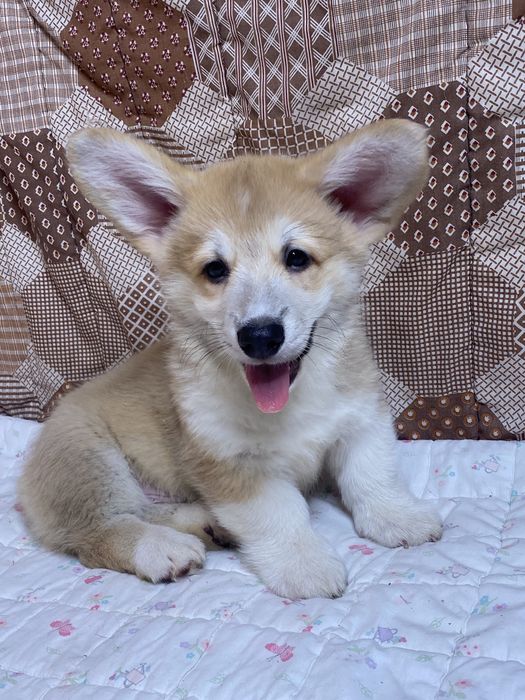 Мальчики Вельш-корги пемброк