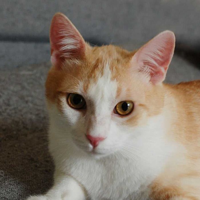 Лисик в поиске любящей семьи!