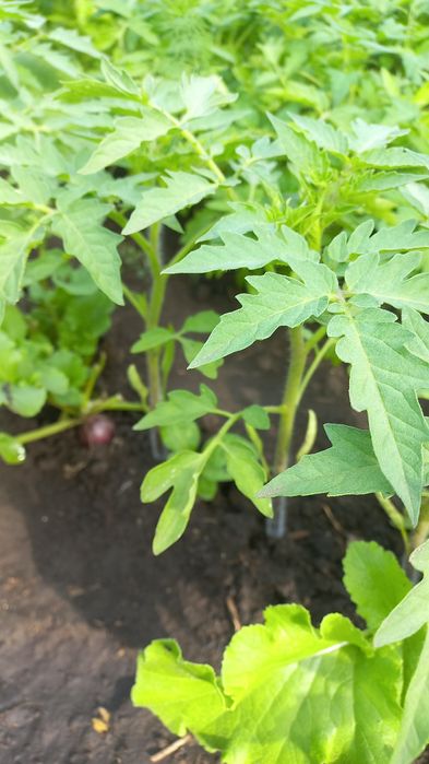 Розсада табака кріпкого