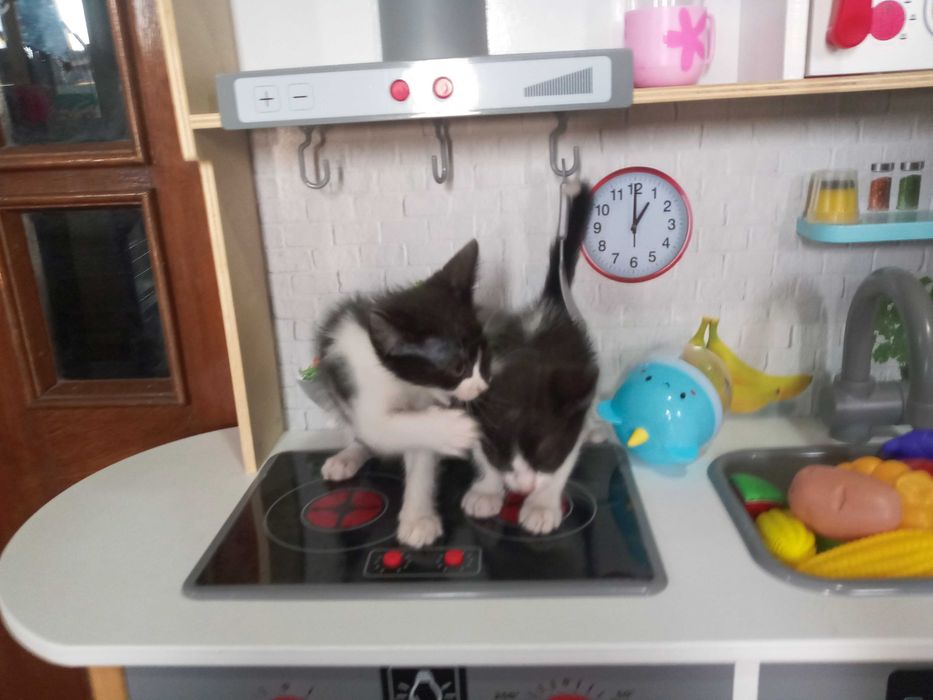 Gatinhas para adopção responsável